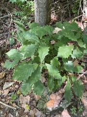 Quercus michauxii