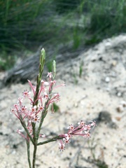 Struthiola ciliata