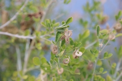 Medicago arborea