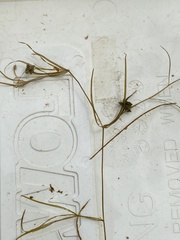 Potamogeton pusillus