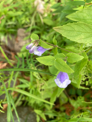 Scutellaria galericulata