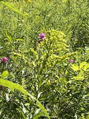 Lathyrus latifolius