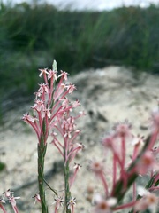Struthiola ciliata