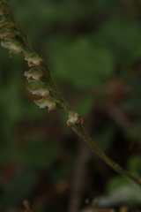 Goodyera oblongifolia