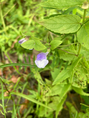 Scutellaria galericulata