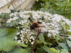 Eristalis pertinax