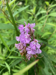 Platanthera psycodes