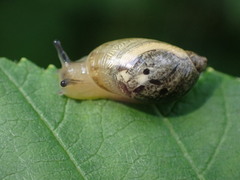 Succinea putris