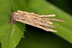 Psyche casta