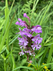 Platanthera psycodes