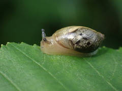Succinea putris