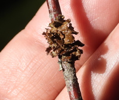 Tuckermanopsis sepincola