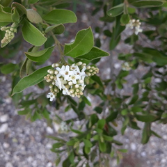 Citharexylum berlandieri