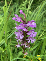 Platanthera psycodes