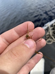 Potamogeton pusillus