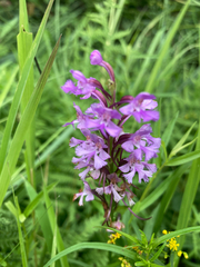 Platanthera psycodes