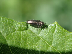 Agrilus