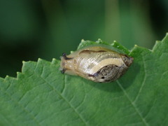 Succinea putris