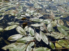 Potamogeton natans
