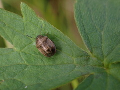 Neottiglossa pusilla