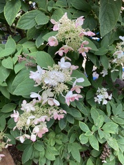 Hydrangea