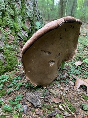 Tylopilus rubrobrunneus
