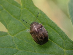 Neottiglossa pusilla