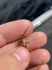 Potamogeton pusillus