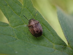 Neottiglossa pusilla