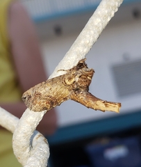 Paectes abrostoloides