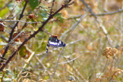 Limenitis reducta