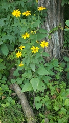 Helianthus strumosus