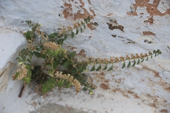 Hyoscyamus albus