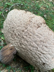 Tylopilus rubrobrunneus