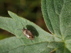 Neottiglossa pusilla