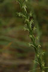 Platanthera elongata