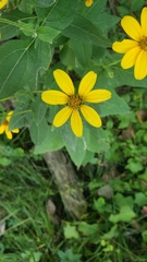 Helianthus strumosus