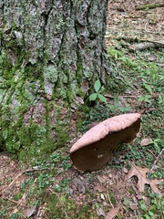 Tylopilus rubrobrunneus