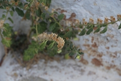Hyoscyamus albus
