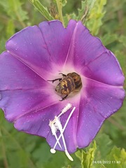 Ipomoea stans