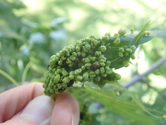 Daktulosphaira vitifoliae