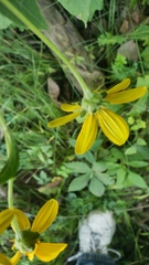 Helianthus strumosus