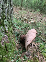 Tylopilus rubrobrunneus