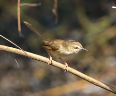 Prinia subflava