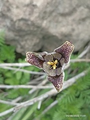 Tigridia vanhouttei