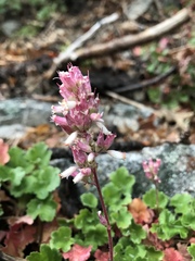 Heuchera parishii