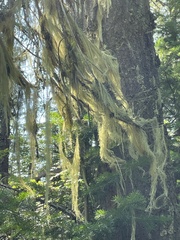 Alectoria sarmentosa