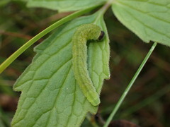 Tenthredo atra