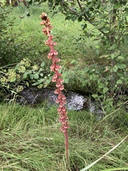 Pterospora andromedea