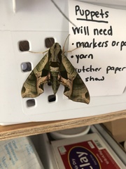 Eumorpha pandorus